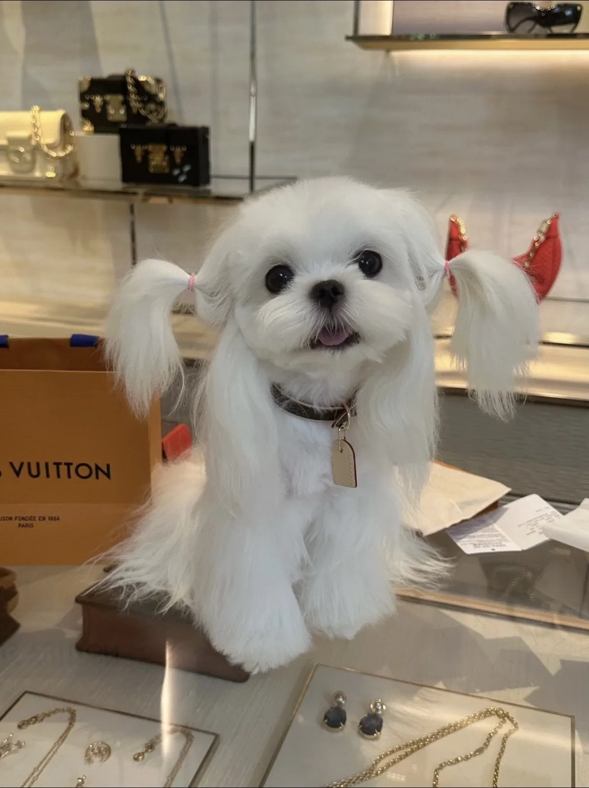 LV 27FW VCICDVH 018 애견목걸이 23