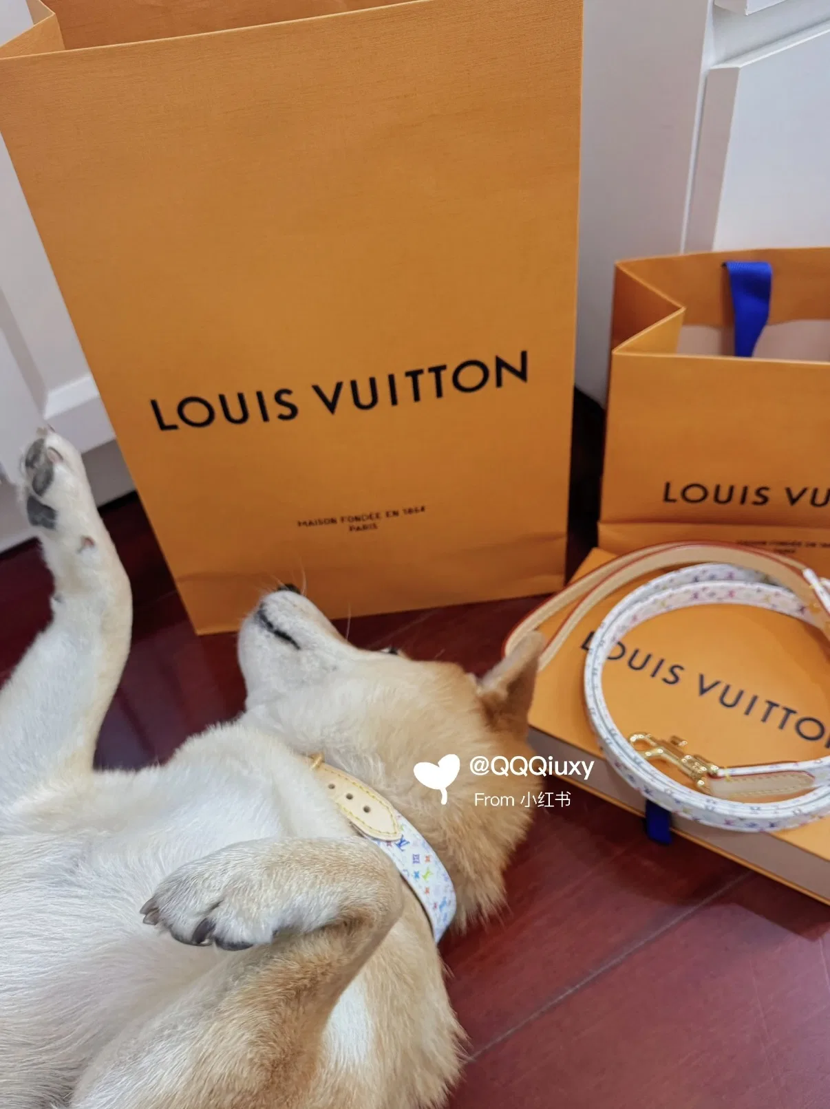 LV 27FW XHWLRED 035 애견목걸이 39