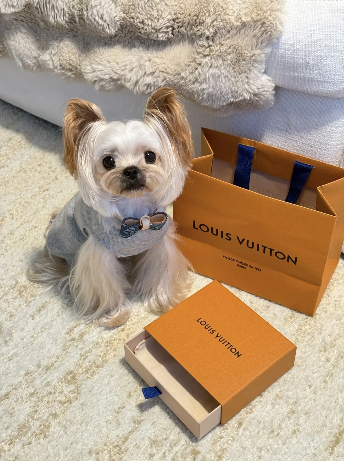 LV 27FW XHWLRED 035 애견목걸이 72