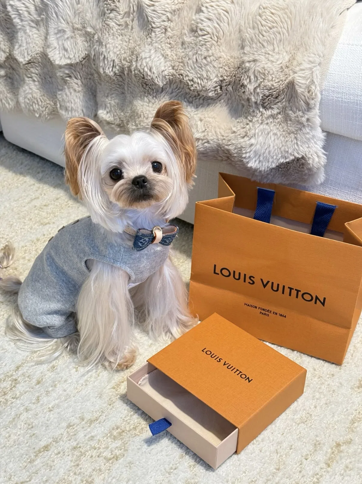 LV 27FW XHWLRED 035 애견목걸이 74